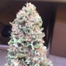 семена конопли в Казахстане Blueberry feminised Ganja Seeds семена конопли в Казахстане Blueberry feminised Ganja Seeds