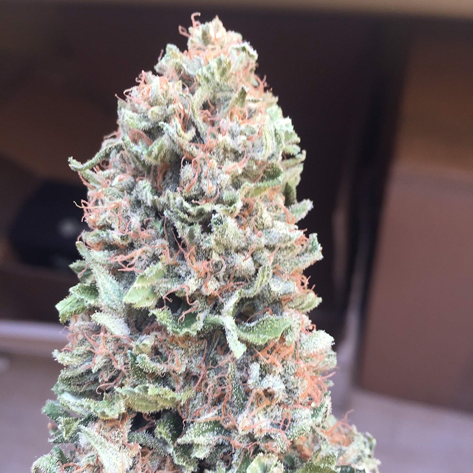 семена конопли в Казахстане Blueberry feminised Ganja Seeds семена конопли в Казахстане Blueberry feminised Ganja Seeds