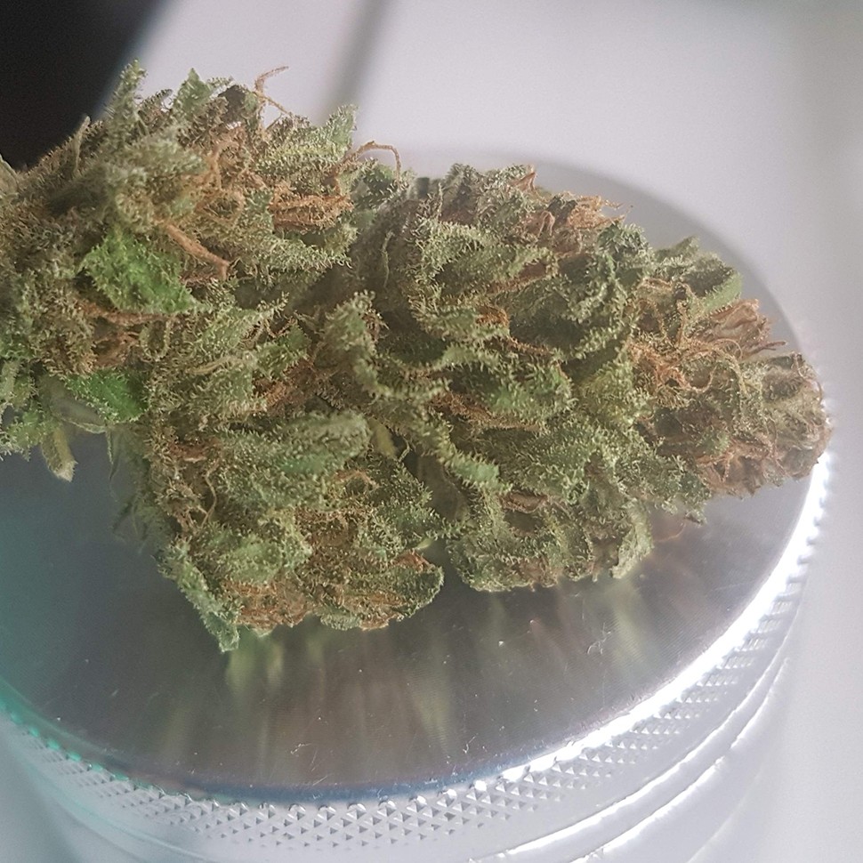 семена марихуаны Blueberry feminised Ganja Seeds семена марихуаны Blueberry feminised Ganja Seeds