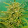 семена конопли в Казахстане Blueberry feminised Ganja Seeds семена конопли в Казахстане Blueberry feminised Ganja Seeds