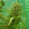 семена марихуаны Blueberry feminised Ganja Seeds семена марихуаны Blueberry feminised Ganja Seeds