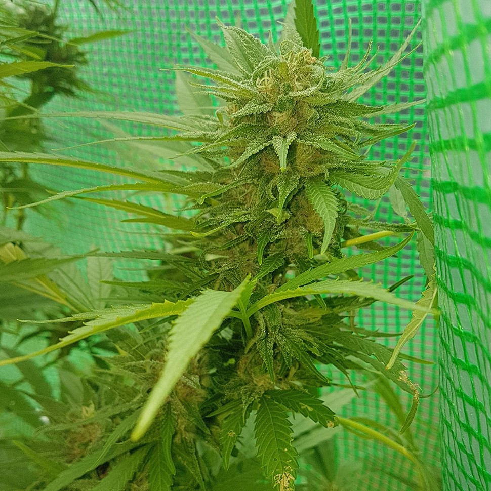 семена марихуаны Blueberry feminised Ganja Seeds семена марихуаны Blueberry feminised Ganja Seeds