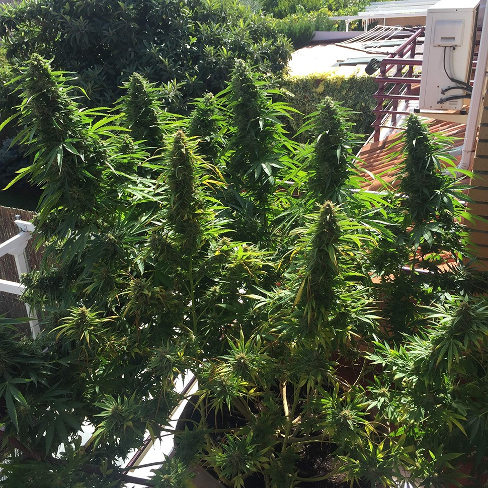 семена каннабиса Blueberry feminised Ganja Seeds семена каннабиса Blueberry feminised Ganja Seeds