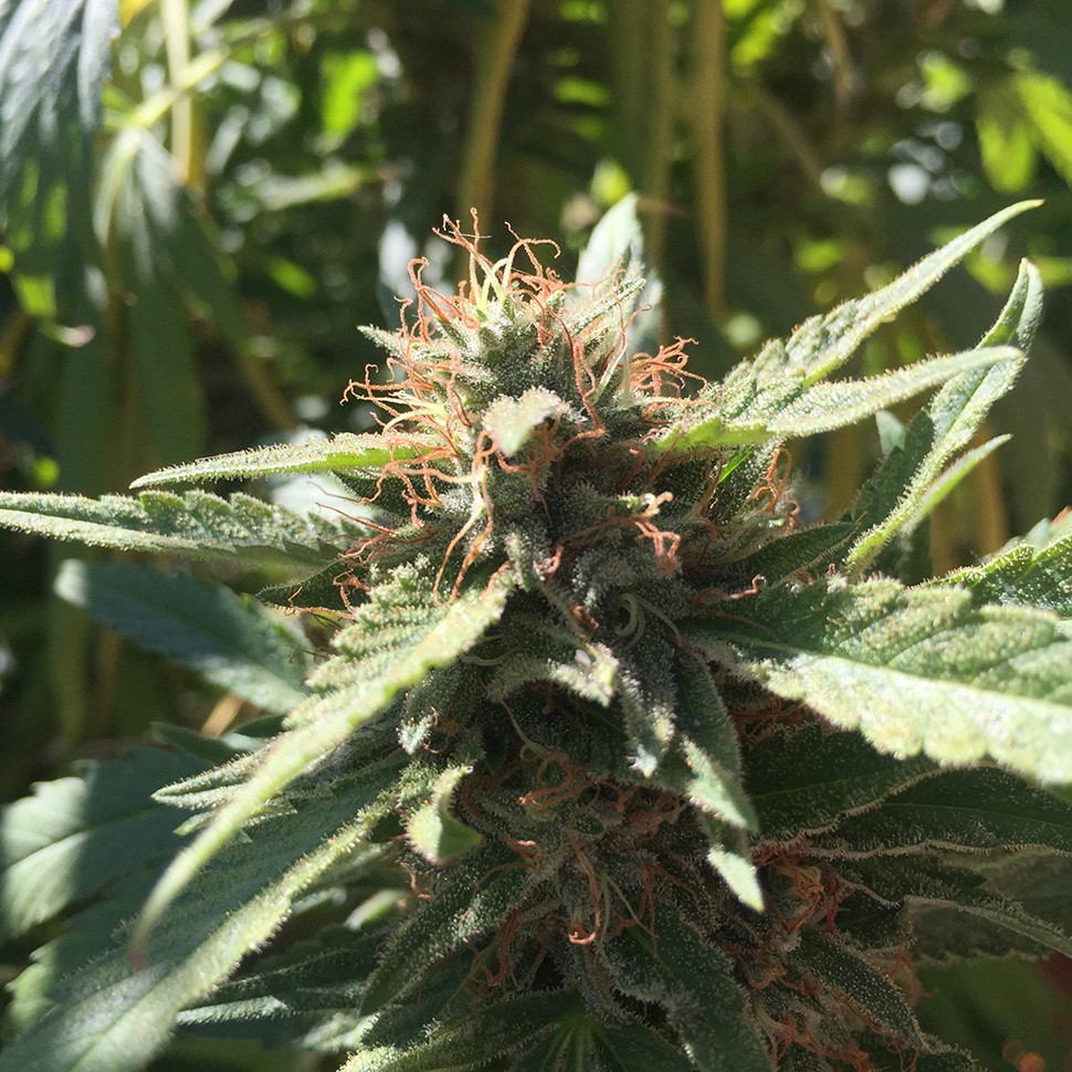 семена конопли в Казахстане Blueberry feminised Ganja Seeds семена конопли в Казахстане Blueberry feminised Ganja Seeds