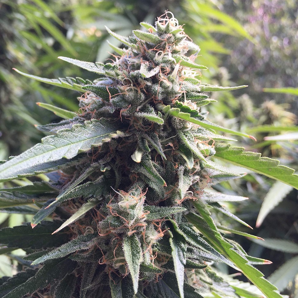семена конопли Blueberry feminised Ganja Seeds семена конопли Blueberry feminised Ganja Seeds