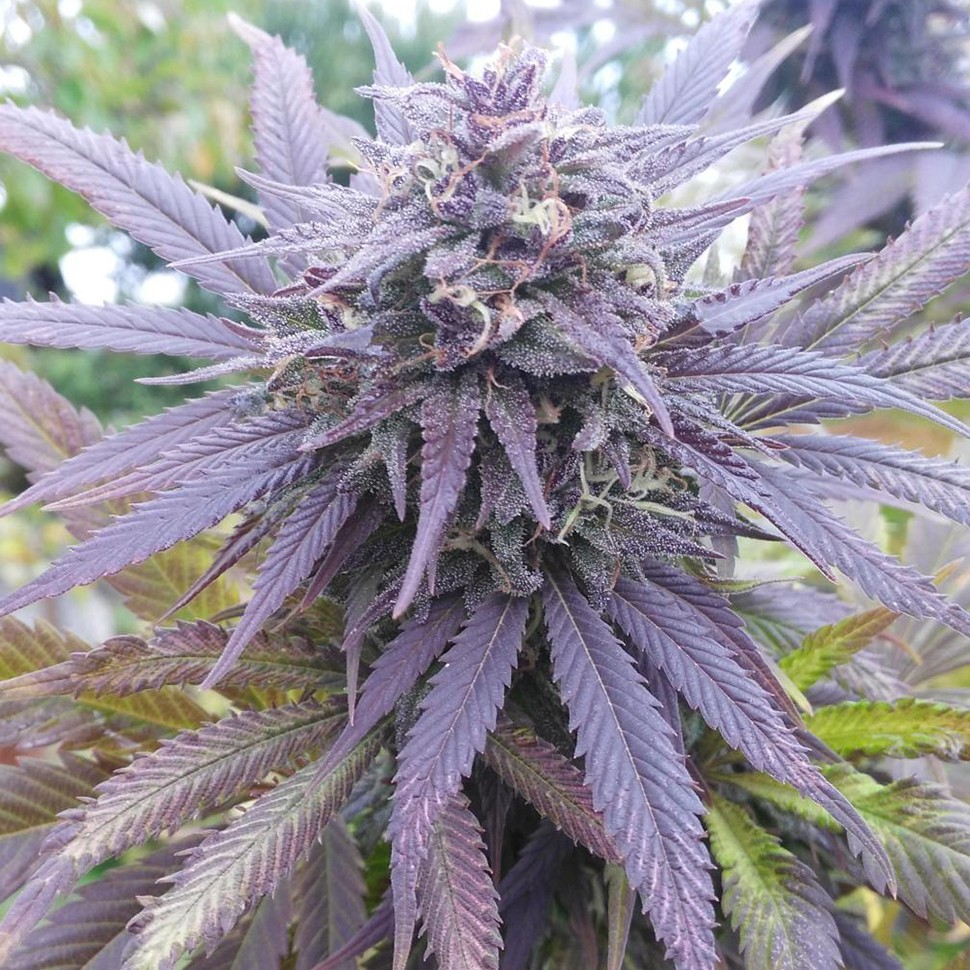 купить семена Blueberry feminised Ganja Seeds купить семена Blueberry feminised Ganja Seeds