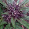 семена марихуаны Blueberry feminised Ganja Seeds семена марихуаны Blueberry feminised Ganja Seeds