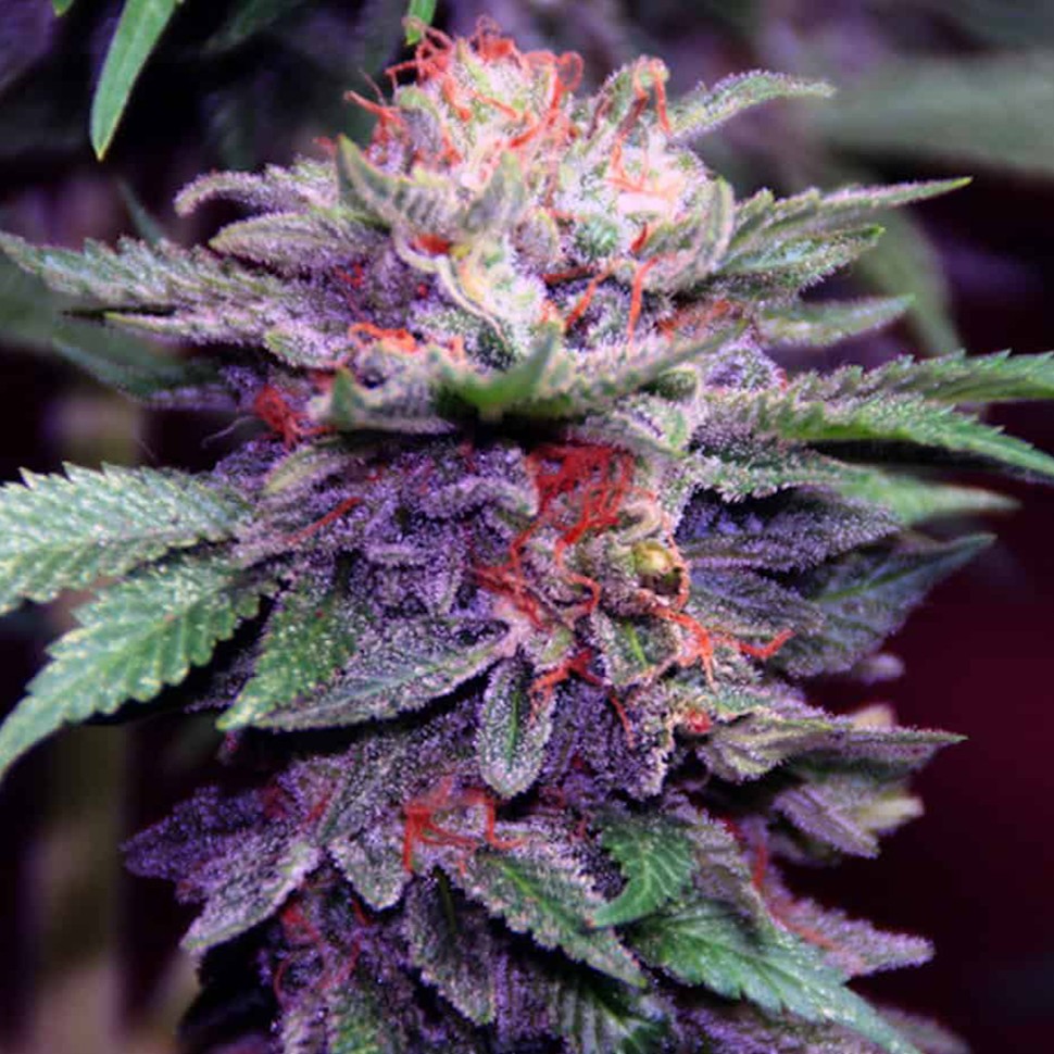 семена конопли в Казахстане Blueberry feminised Ganja Seeds семена конопли в Казахстане Blueberry feminised Ganja Seeds