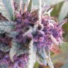 семена конопли Blueberry feminised Ganja Seeds семена конопли Blueberry feminised Ganja Seeds