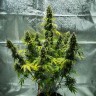 Auto Royal Haze feminised Ganja Seeds заказать Auto Royal Haze feminised Ganja Seeds заказать