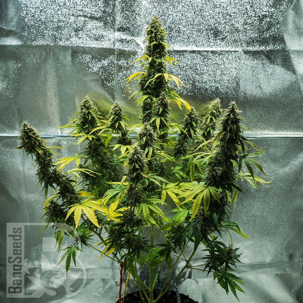 Auto Royal Haze feminised Ganja Seeds заказать Auto Royal Haze feminised Ganja Seeds заказать