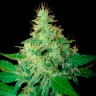 Auto Royal Haze feminised Ganja Seeds купить Auto Royal Haze feminised Ganja Seeds купить
