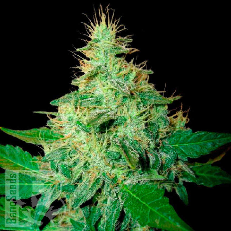Семена ганжа Auto Royal Haze feminised Ganja Seeds