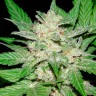 Auto Royal Haze feminised Ganja Seeds недорого Auto Royal Haze feminised Ganja Seeds недорого