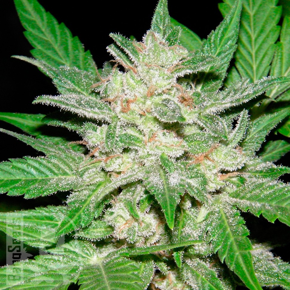 Auto Royal Haze feminised Ganja Seeds недорого Auto Royal Haze feminised Ganja Seeds недорого