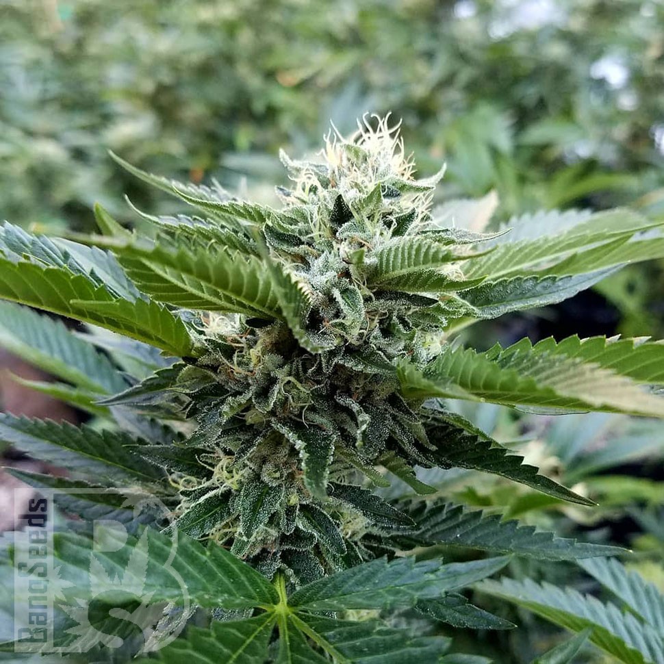 Chemdog feminised Ganja Seeds Chemdog feminised Ganja Seeds