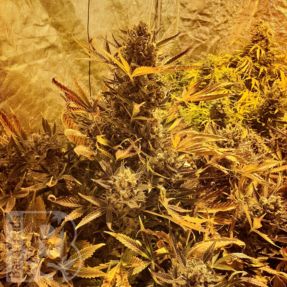 Семена каннабиса The Ultimate feminised Ganja Seeds