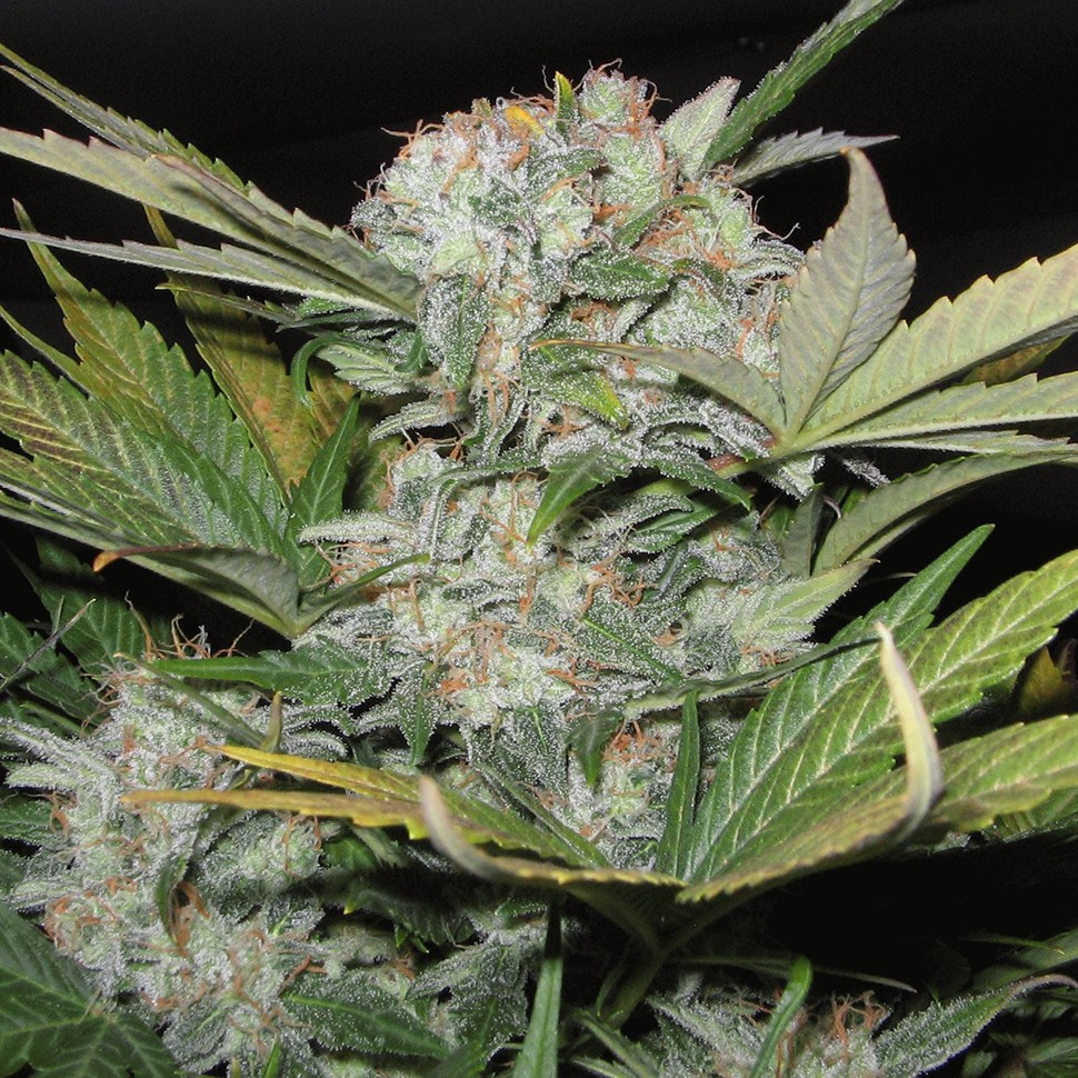 купить семена сортовой конопли Auto Super Bud feminised купить семена сортовой конопли Auto Super Bud feminised