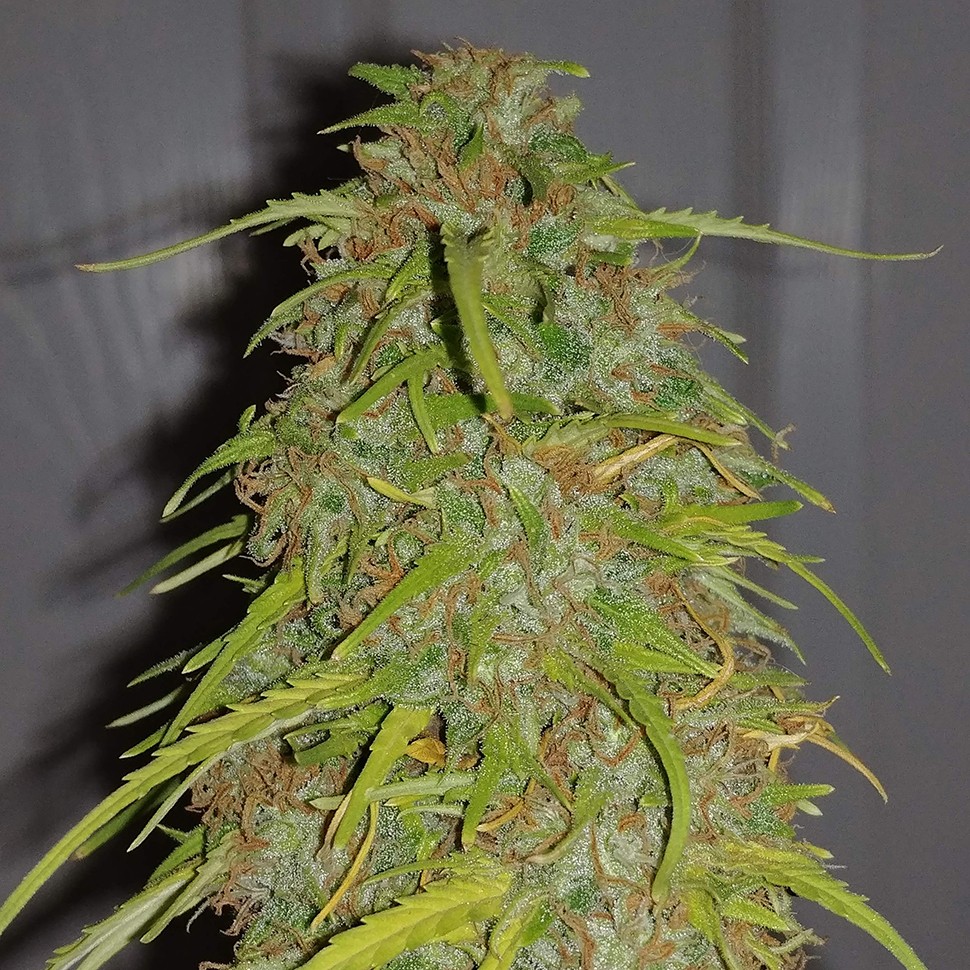 Семена ганжа Auto Super Bud feminised Ganja Seeds