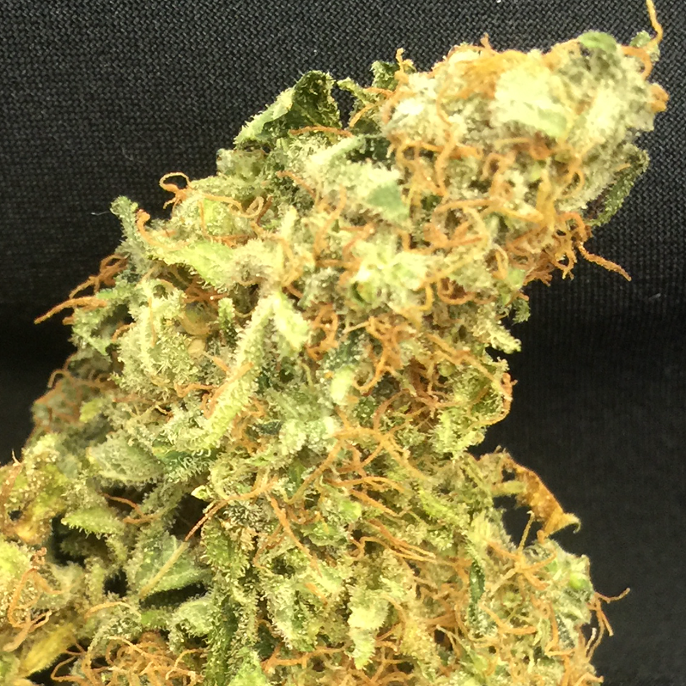 купить семена конопли автоцвет Auto Super Bud feminised купить семена конопли автоцвет Auto Super Bud feminised