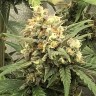 купить мощные семена конопли Auto Super Bud feminised купить мощные семена конопли Auto Super Bud feminised