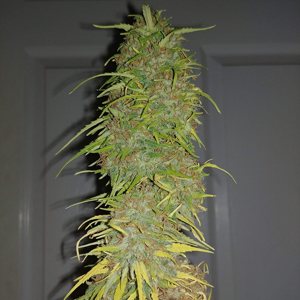 заказ семян конопли Auto Super Bud feminised заказ семян конопли Auto Super Bud feminised