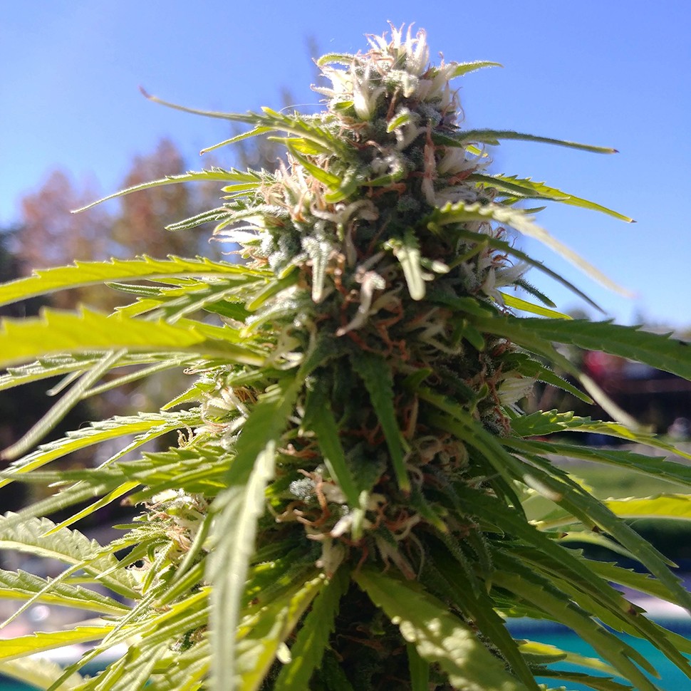 где заказать семена конопли Auto Super Bud feminised где заказать семена конопли Auto Super Bud feminised