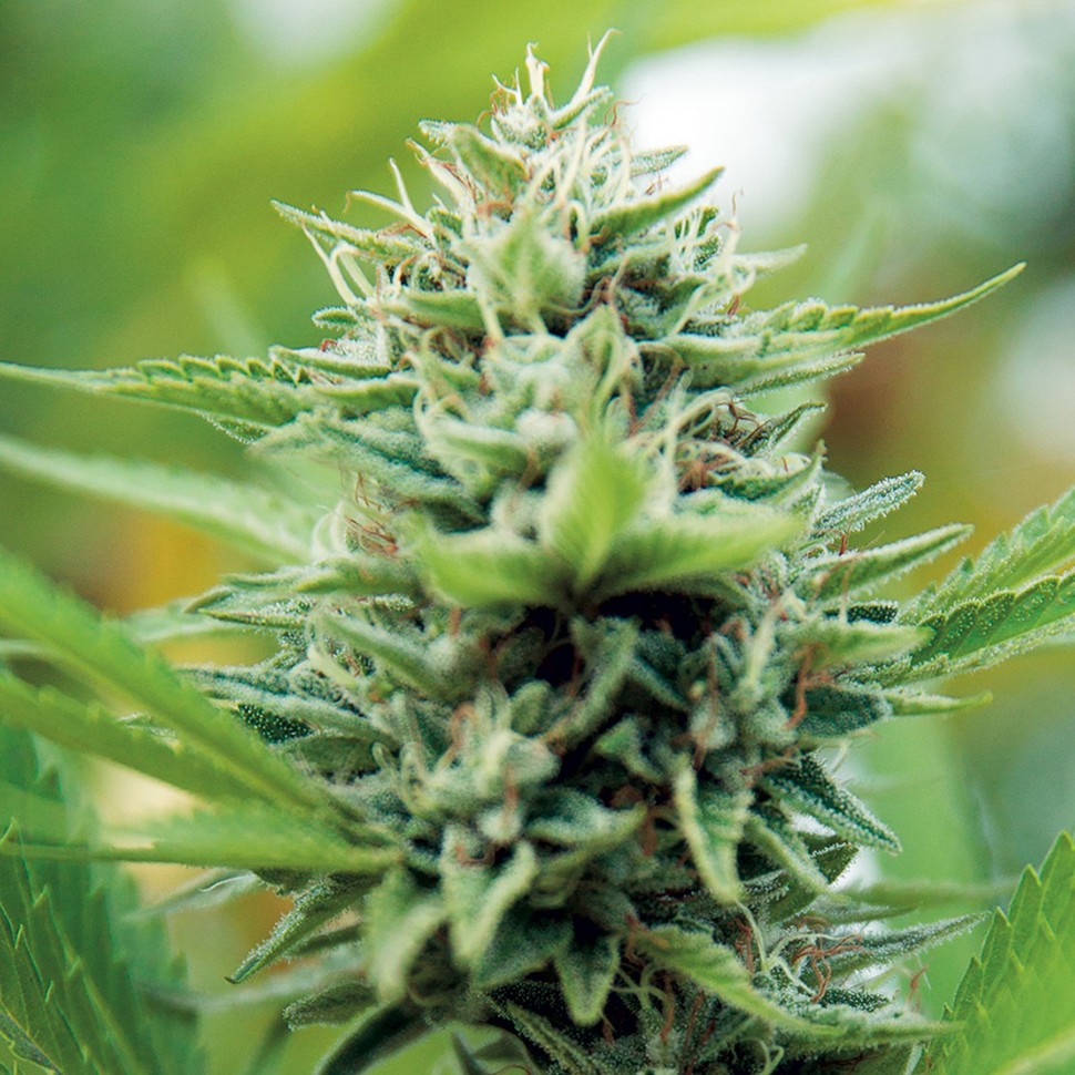 Семена ганжа Alexandriya regular Ganja Seeds