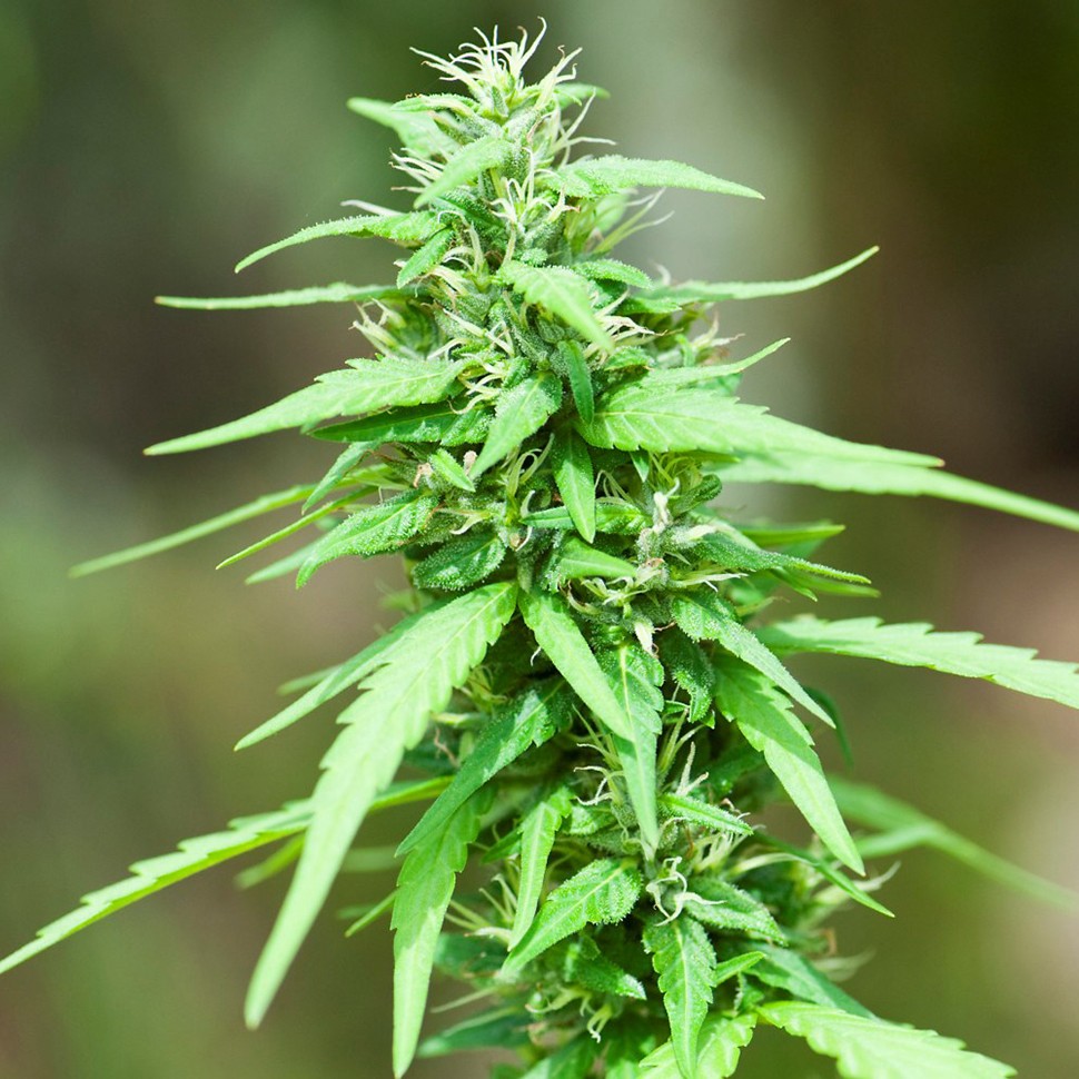 купить семена конопли Алма-Ата Alexandriya regular купить семена конопли Алма-Ата Alexandriya regular