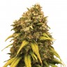 Семена конопли Hash Passion regular Ganja Seeds Семена конопли Hash Passion regular Ganja Seeds