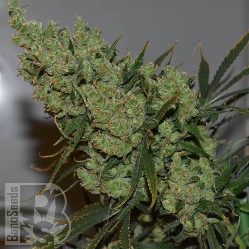 Семена конопли Hash Passion regular Ganja Seeds Семена конопли Hash Passion regular Ganja Seeds