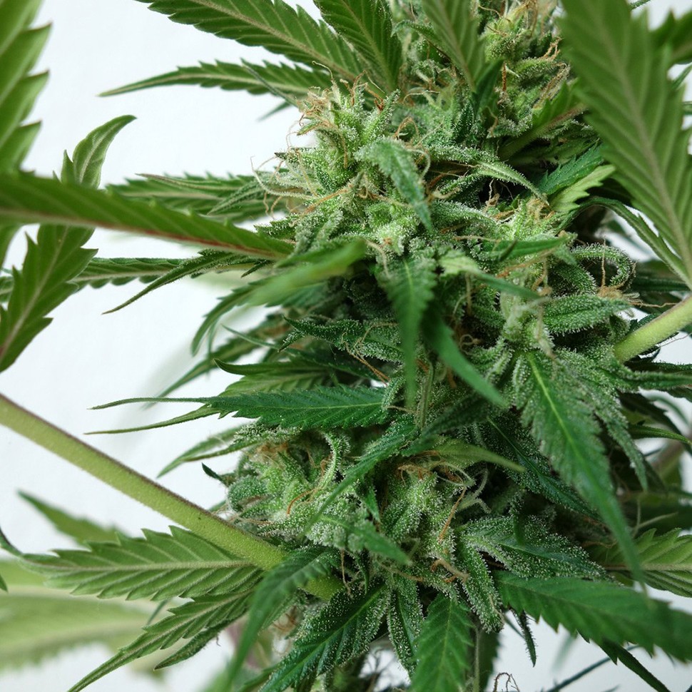 Семена New York Diesel feminised Neuro Seeds