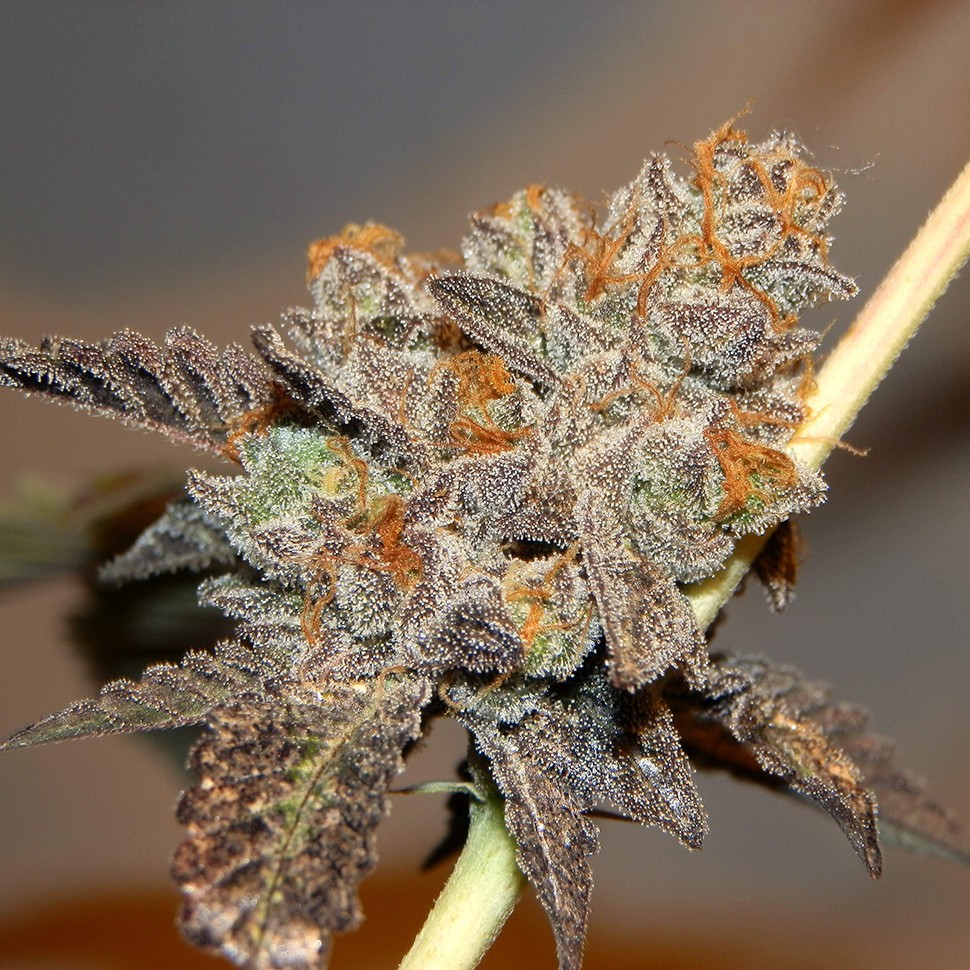 Семена конопли Seemango feminised Victory Seeds