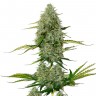 Auto Royal Critical feminised Ganja Seeds семена Auto Royal Critical feminised Ganja Seeds семена