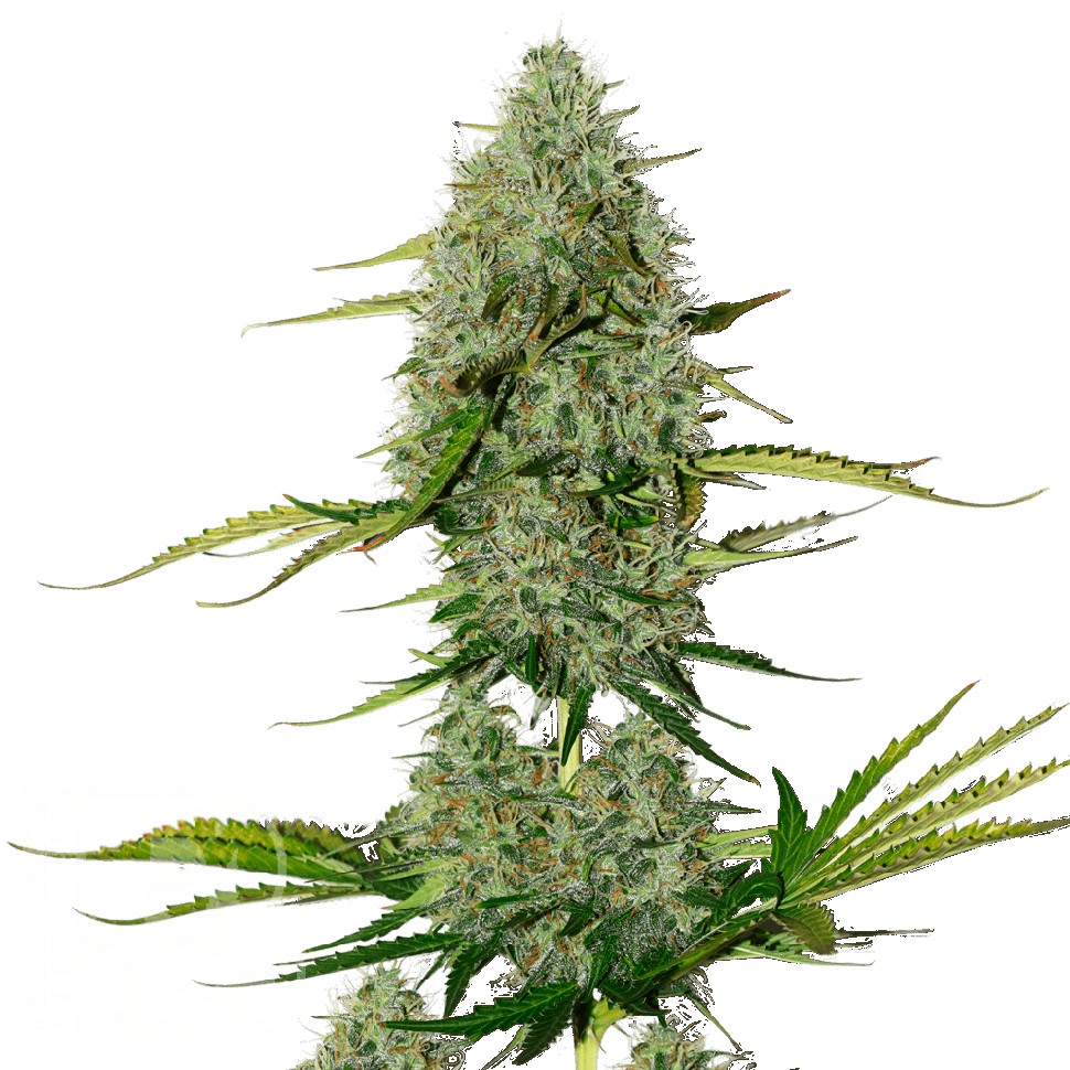 Auto Royal Critical feminised Ganja Seeds семена Auto Royal Critical feminised Ganja Seeds семена