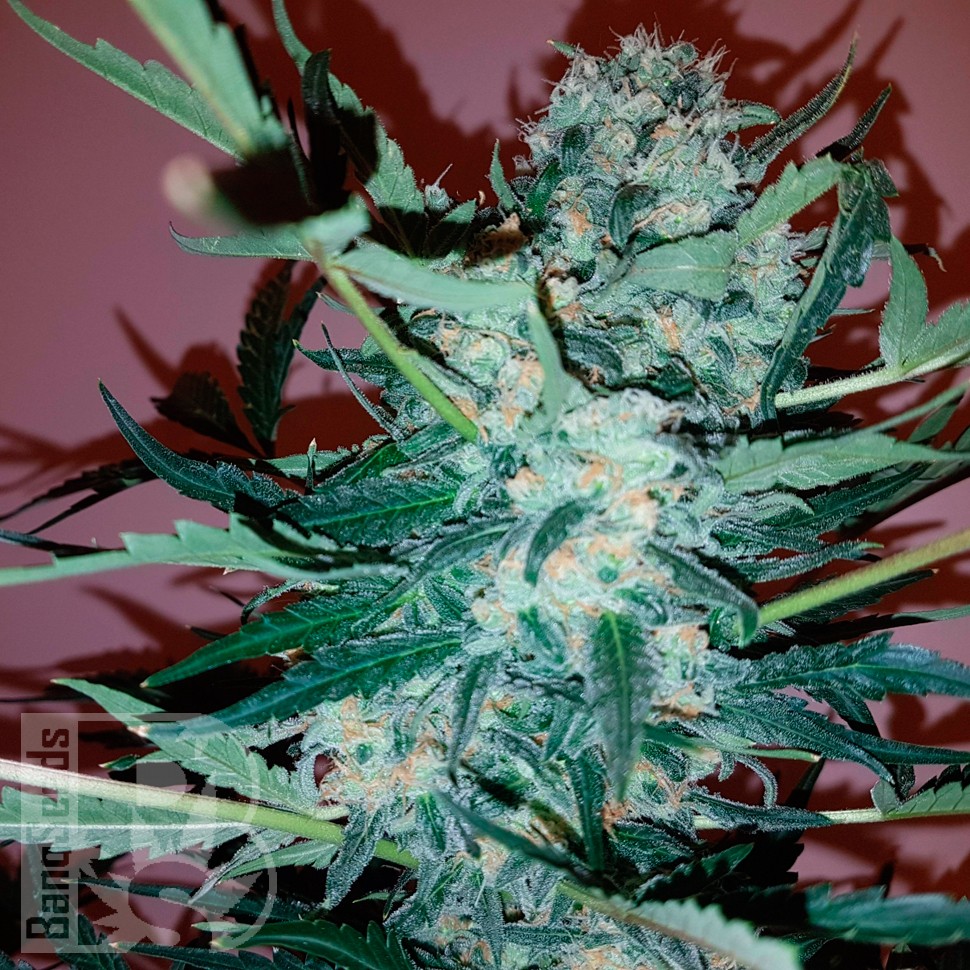 Auto Royal Critical feminised Ganja Seeds заказать Auto Royal Critical feminised Ganja Seeds заказать