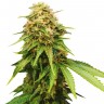 Auto Royal Critical feminised Ganja Seeds купить Auto Royal Critical feminised Ganja Seeds купить