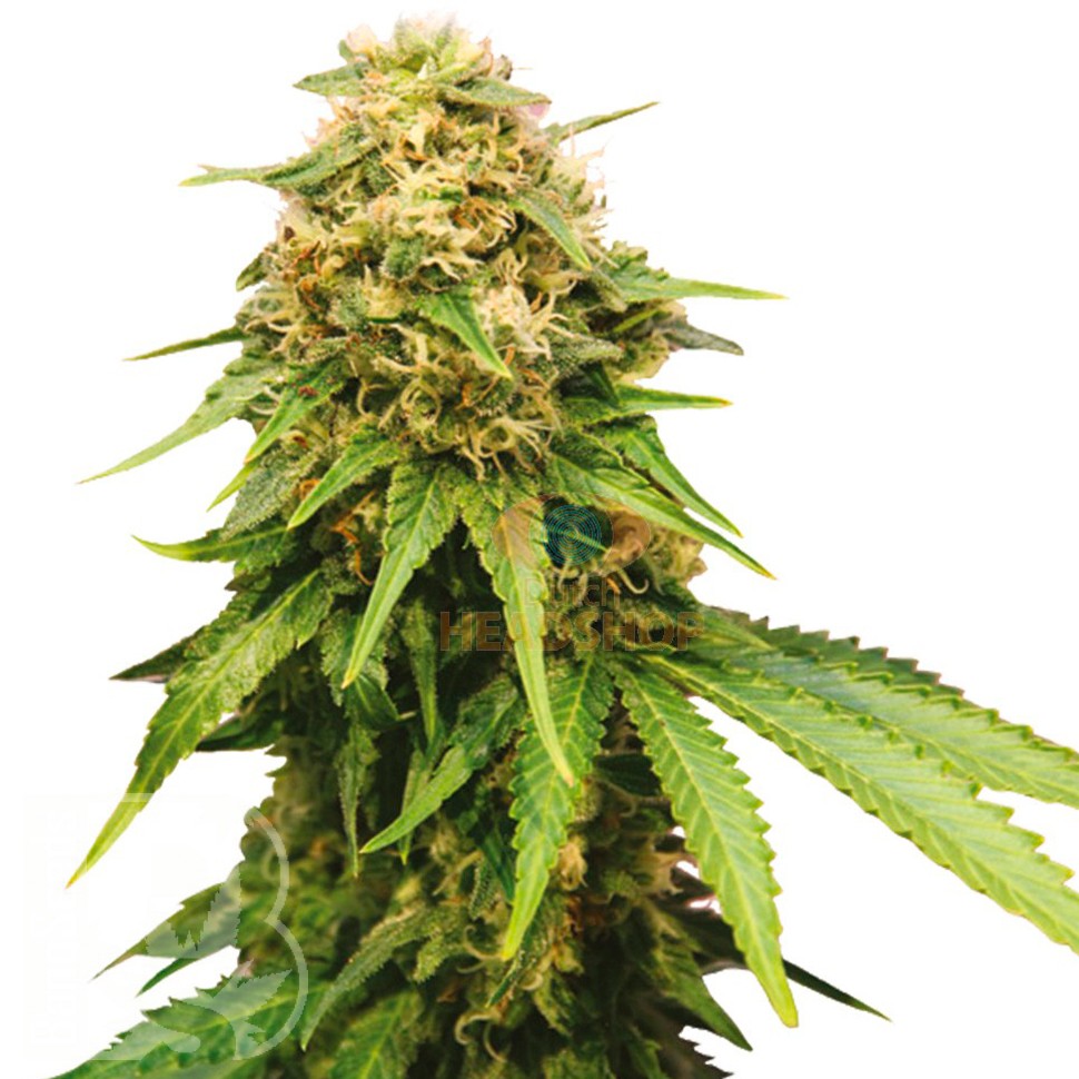Семена конопли Auto Royal Critical feminised Ganja Seeds