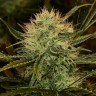 Chupacabra feminised Ganja Seeds Chupacabra feminised Ganja Seeds