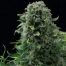 Chupacabra feminised Ganja Seeds Chupacabra feminised Ganja Seeds