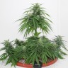 Семена конопли Top Skunk 44 x AK 47 feminised Ganja Seeds Семена конопли Top Skunk 44 x AK 47 feminised Ganja Seeds