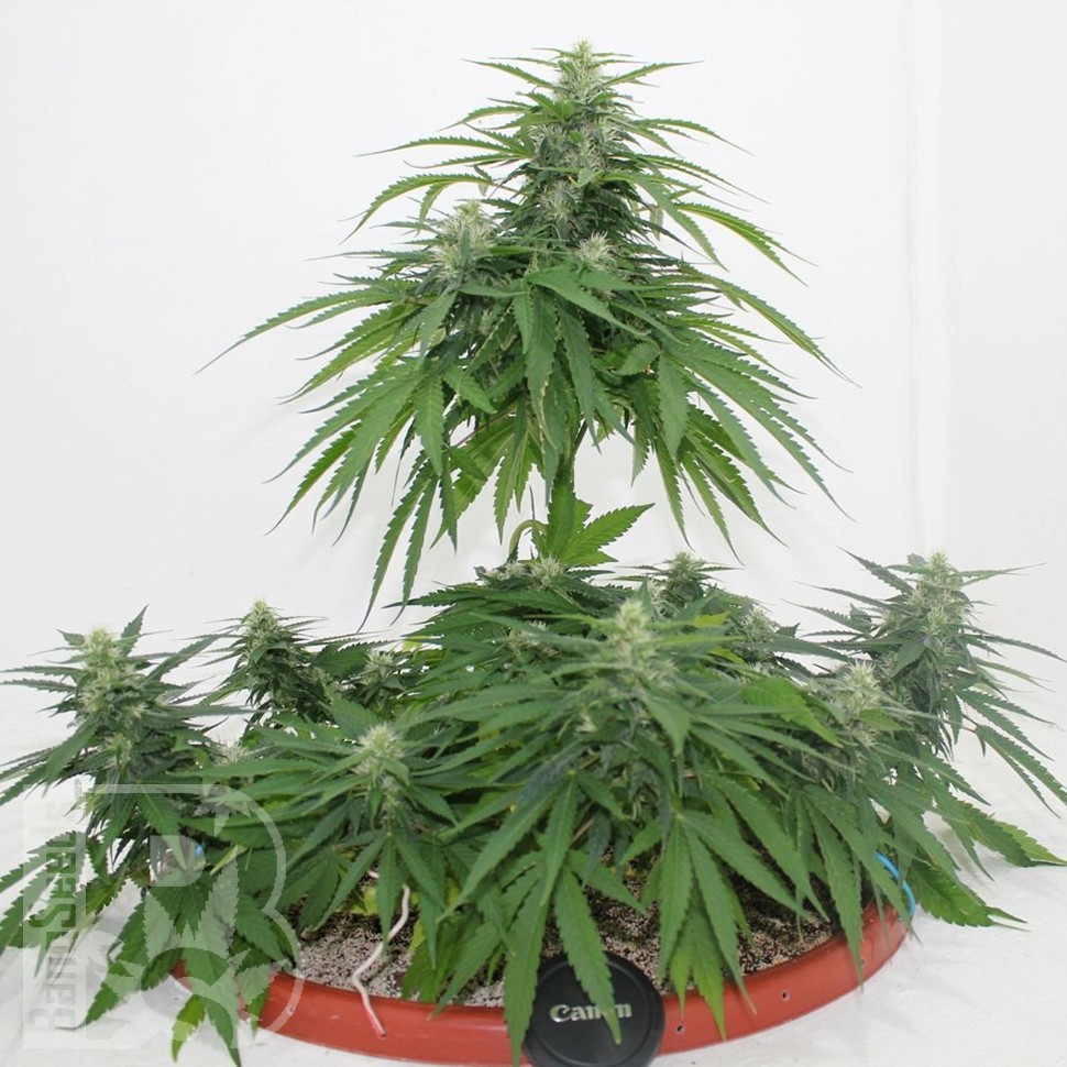 Семена конопли Top Skunk 44 x AK 47 feminised Ganja Seeds Семена конопли Top Skunk 44 x AK 47 feminised Ganja Seeds