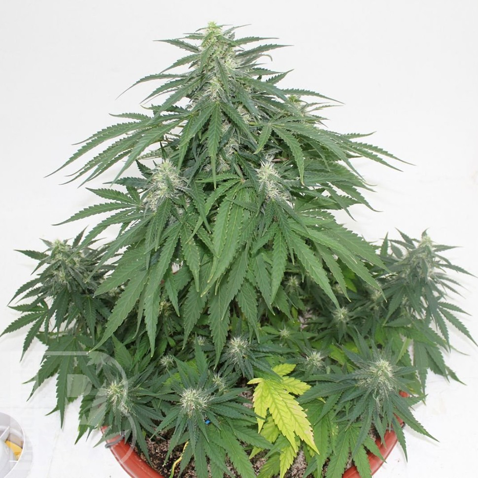 Семена конопли Top Skunk 44 x AK 47 feminised Ganja Seeds Семена конопли Top Skunk 44 x AK 47 feminised Ganja Seeds