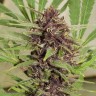 Семена конопли Top Skunk 44 x AK 47 feminised Ganja Seeds Семена конопли Top Skunk 44 x AK 47 feminised Ganja Seeds