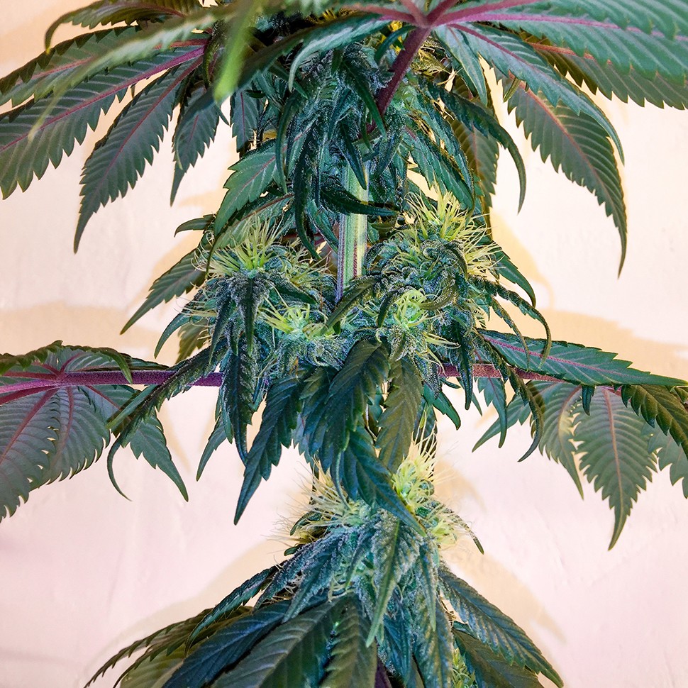 семена конопли Алма-Ата Mama Mia regular Ganja Seeds семена конопли Алма-Ата Mama Mia regular Ganja Seeds