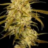 Семена марихуаны Auto Haze Gom feminised Ganja Seeds Семена марихуаны Auto Haze Gom feminised Ganja Seeds