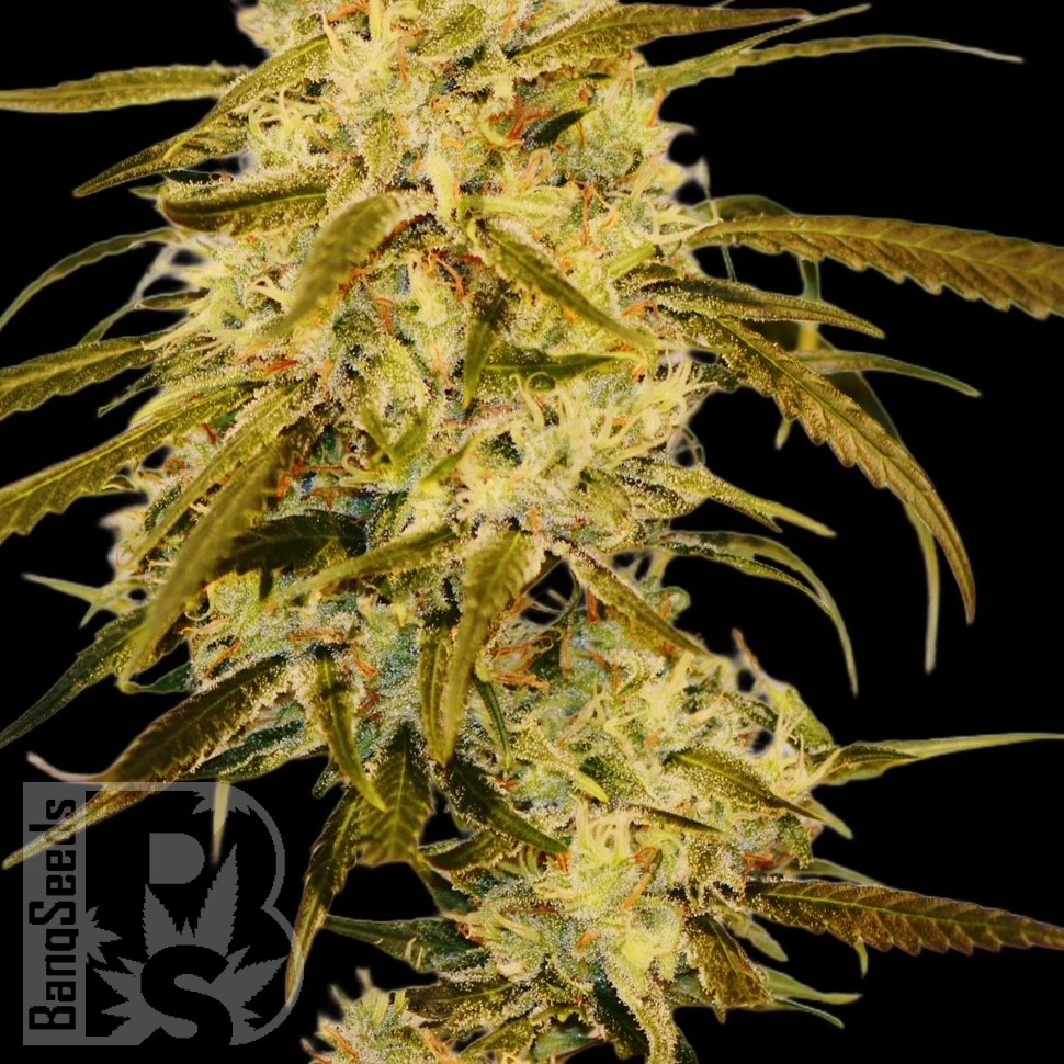Семена марихуаны Auto Haze Gom feminised Ganja Seeds Семена марихуаны Auto Haze Gom feminised Ganja Seeds