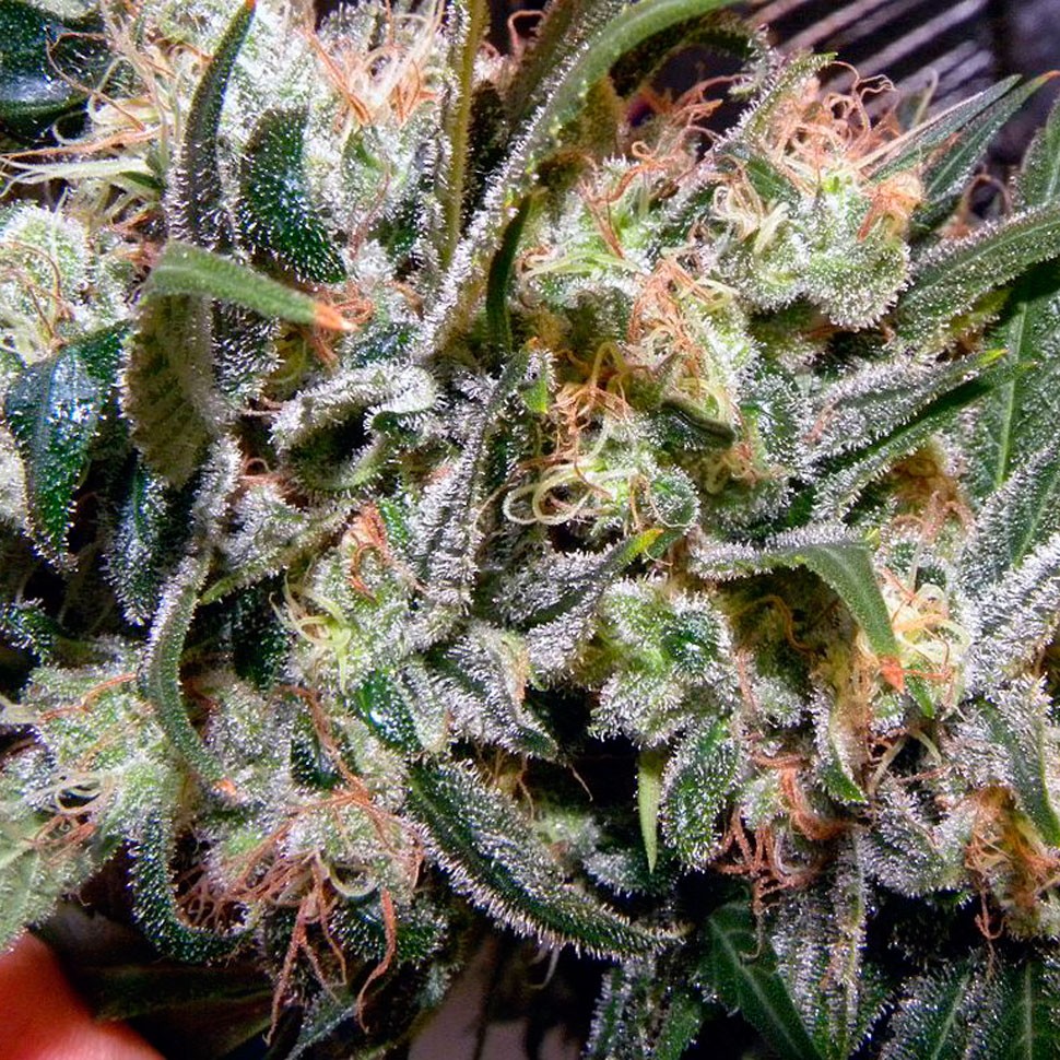 купить семена конопли марихуаны Agamotto feminised купить семена конопли марихуаны Agamotto feminised