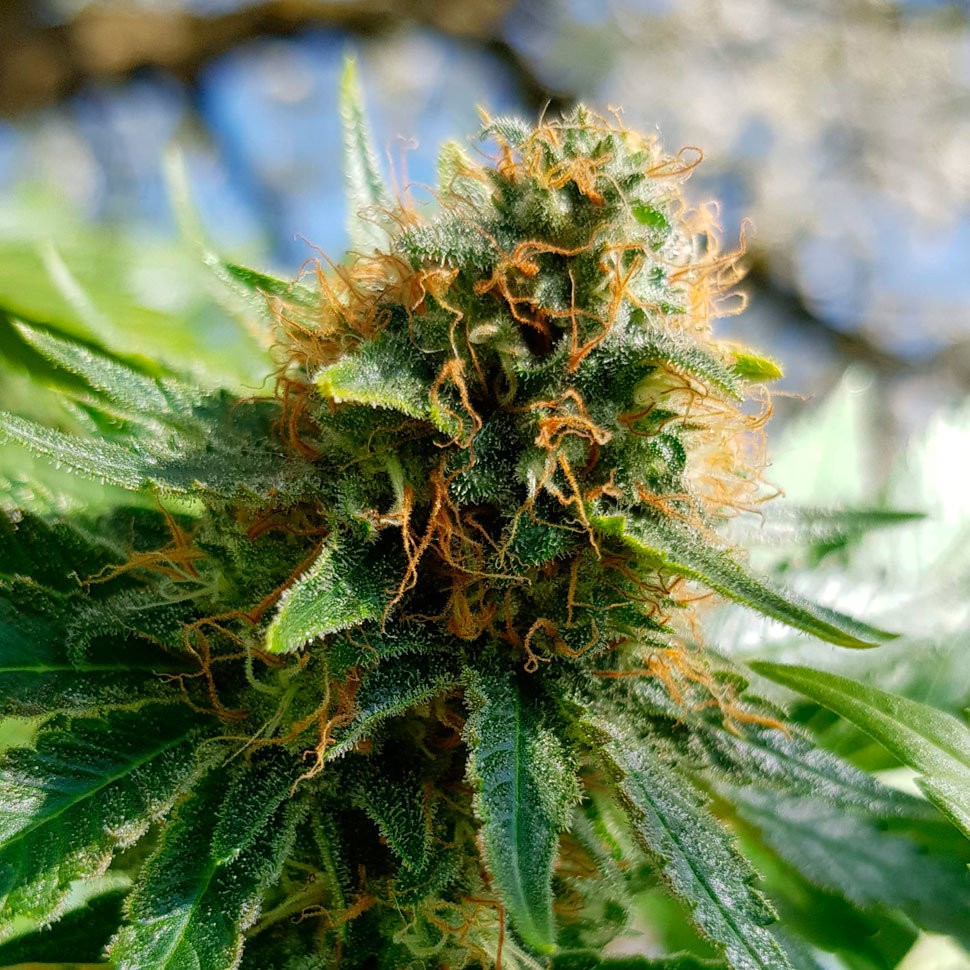 где заказать семена конопли Agamotto feminised где заказать семена конопли Agamotto feminised