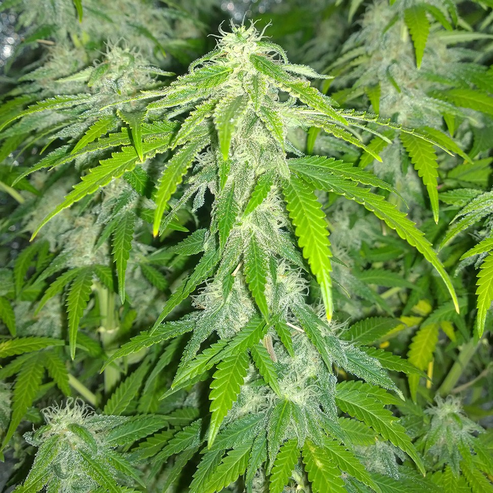 купить семена сортовой конопли Northern Light feminised купить семена сортовой конопли Northern Light feminised